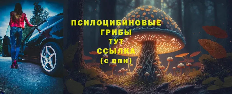 что такое   Губкин  Псилоцибиновые грибы Psilocybine cubensis 